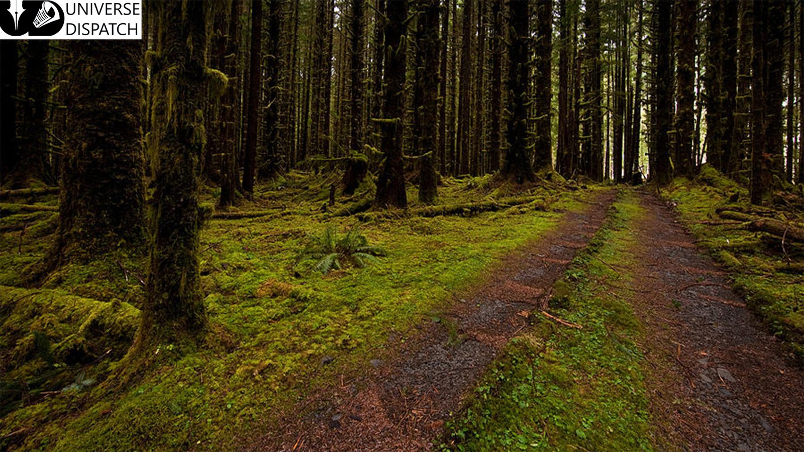 The Hoh Rainforest, on the Olympic Peninsula, is one of the largest temperate rainforests in the US