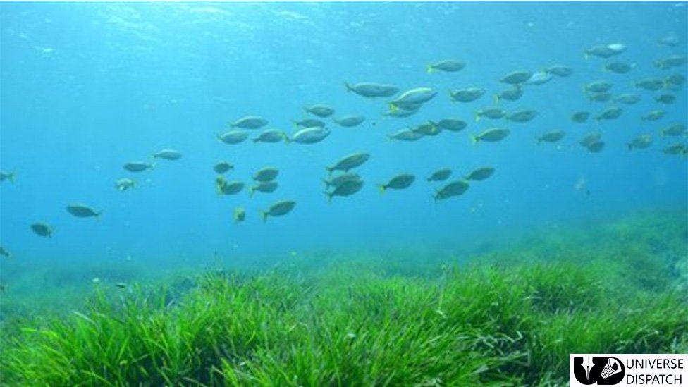 Climate change: 'Forever plant' seagrass faces uncertain future