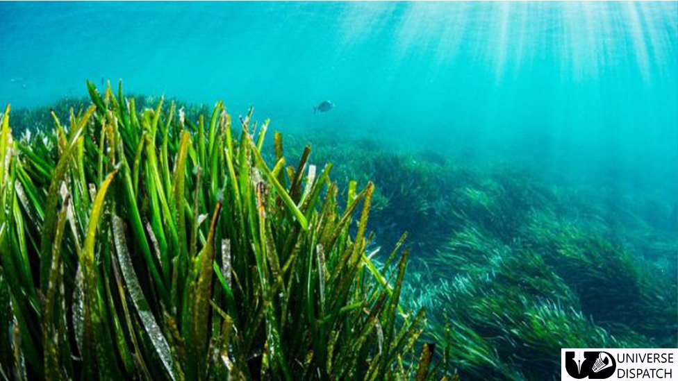 Climate change: 'Forever plant' seagrass faces uncertain future