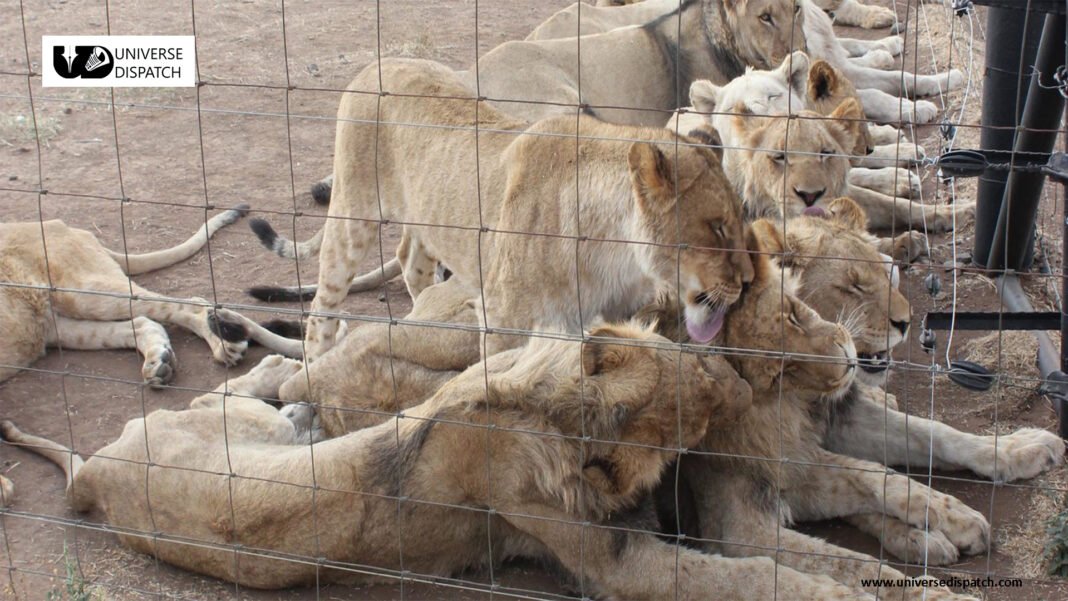South Africa to crack down on domestic breeding of lions